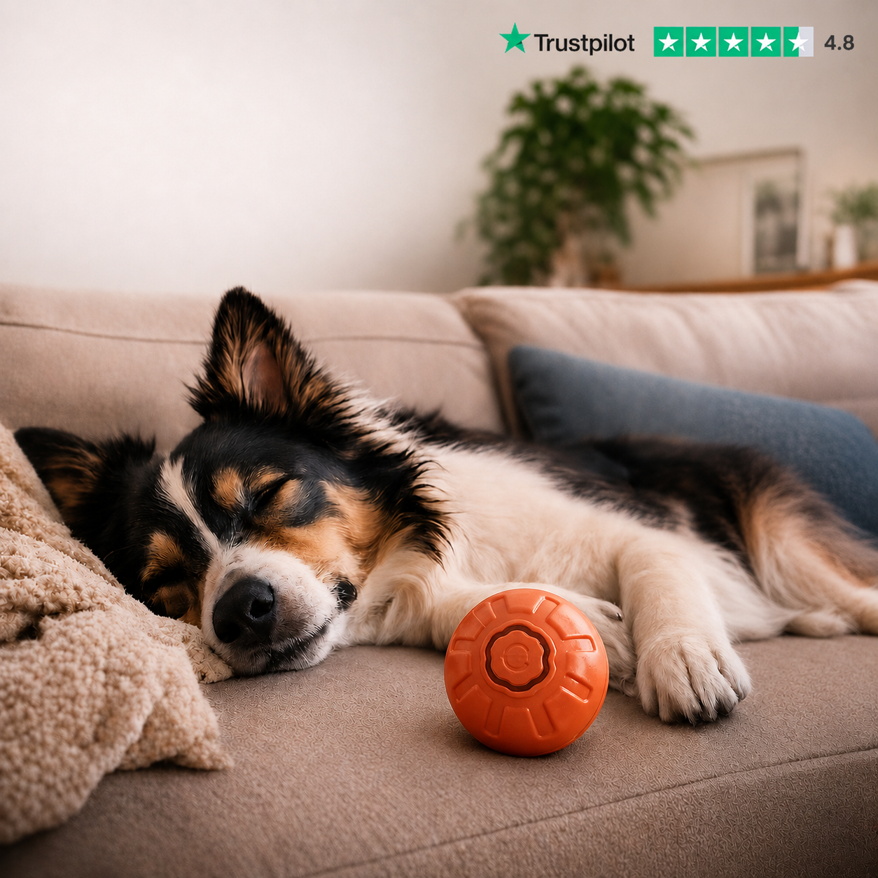 ZoomyBall – Balle interactive pour chien