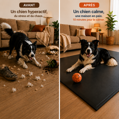 ZoomyBall – Balle interactive pour chien